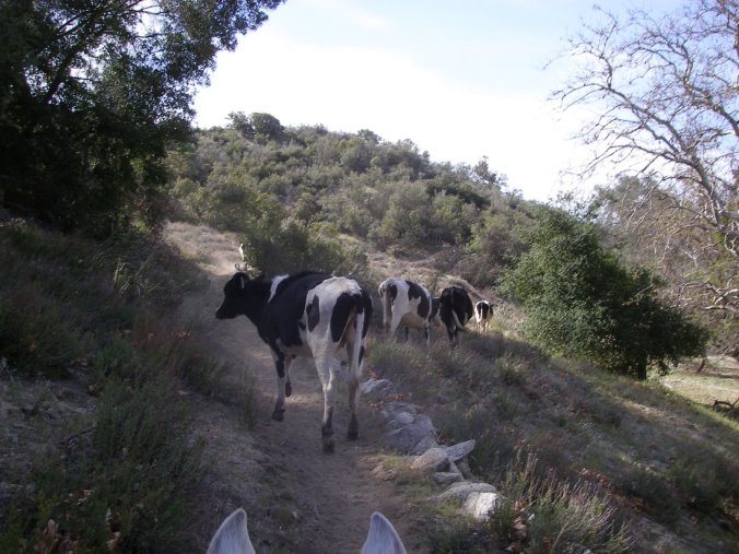 083fc-forstofspring07010