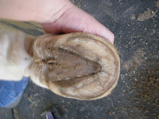 a7143-mimi9-11-11007