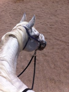 1908013_10105206379470701_2106283408293509703_n