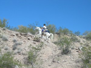 Desert Forest Ride066
