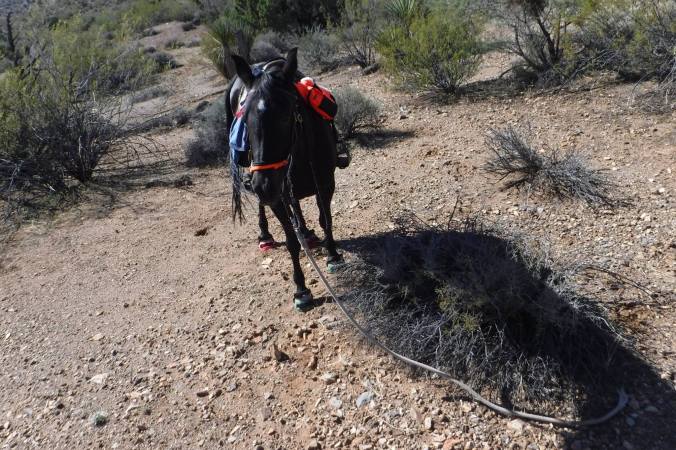 12132513_10153293978618613_5735334648507416377_o (1)