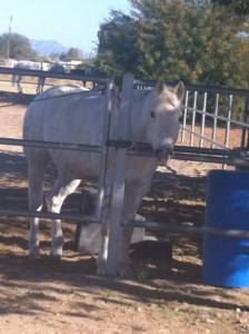 11985_10105831146717131_2168653693783482622_n