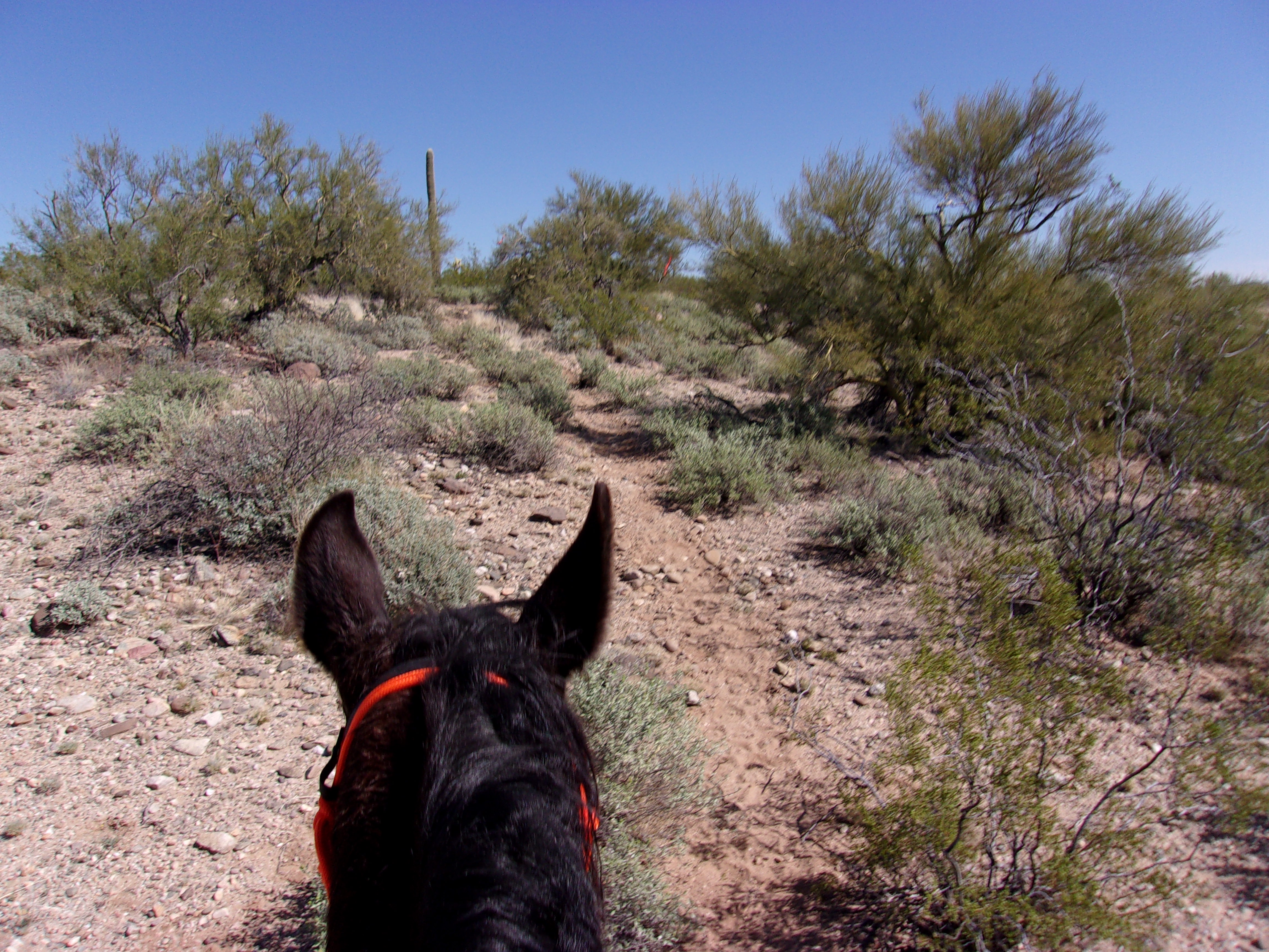 KODAK Digital Still Camera