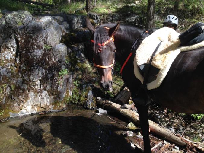 13241295_10209972011923185_8407012509905331622_n