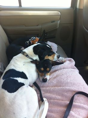 12920344_10106107346031491_715113816289791638_n