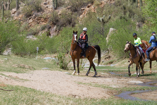 76195748-2018-Bumble-Bee-0672