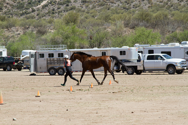 76198096-2018-Bumble-Bee-1052