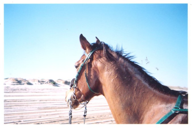 australia 04 015.jpg