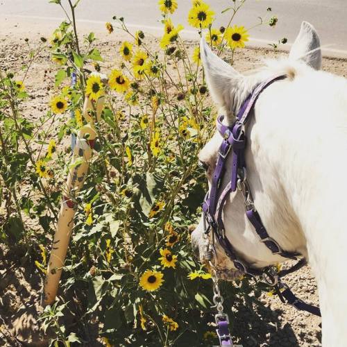 34342321_10109627021443751_1219247477673164800_n